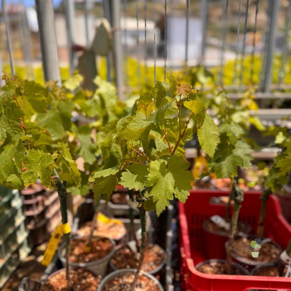 ΓΚΡΙΜΣΟΝ (Crimson Seedless) - 2